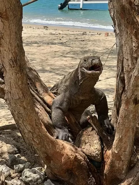 A Komodo dragon climbing on a tree on Komodo Island
