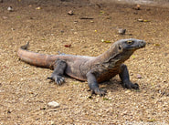 Photo of a Komodo Dragon seen while on a Komodo Tour