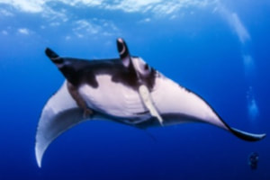 Scuba Diving with Manta in Komodo National Park