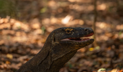 The most commonly asked questions about Komodo Dragons