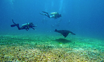 Komodo Island Diving
