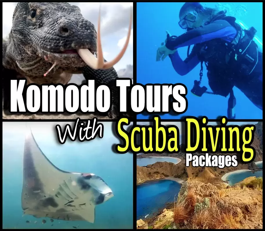 Photo of Scuba diving in Komodo Banner