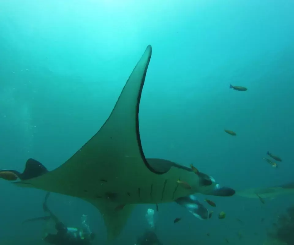 Manta Rays that we saw while scuba diving in Komodo National park