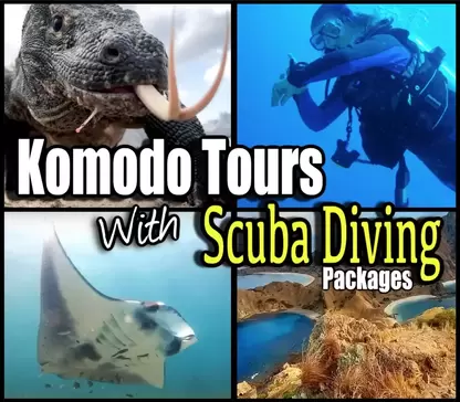 Scuba diving and Komodo Island Tour Combination Package Photo