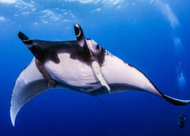 We saw a manta on our best dive in Komodo