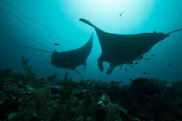 Scuba Diving in Komodo is one of the most popular activities for visitors to Komodo National Park